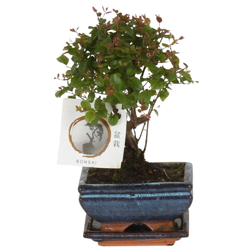 bonsai
