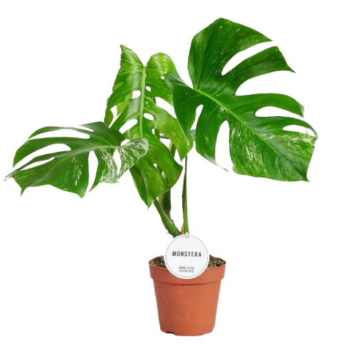 monstera