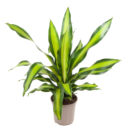plantas-ejemplo