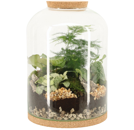 terrarium-removebg-preview